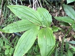 Liparis sootenzanensis