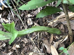 Liparis sootenzanensis