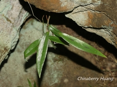 Smilax elongatoumbellata