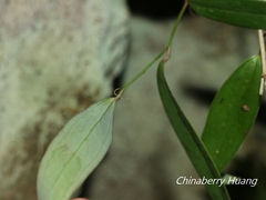 Smilax elongatoumbellata