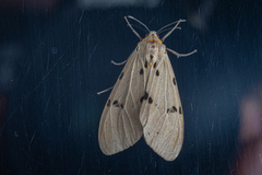 Amsactoides solitaria