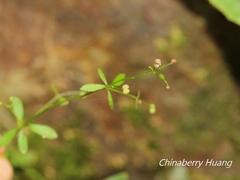 Galium bungei trachyspermum