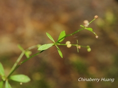 Galium bungei trachyspermum