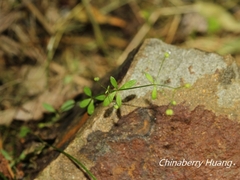 Galium bungei trachyspermum