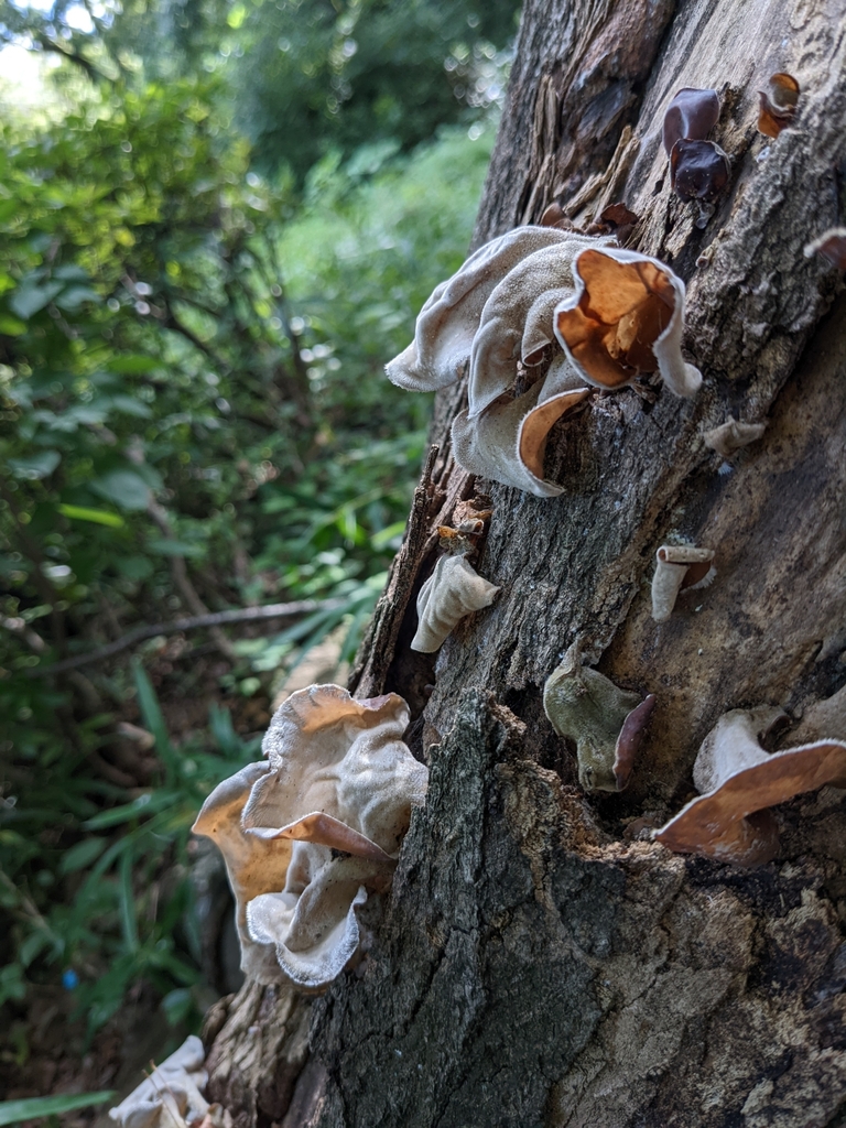 Auricularia polytricha · July 2022 · photo: © munenori_yamakawa (iNaturalist, cc-by)