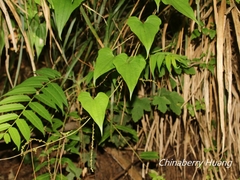Dioscorea collettii