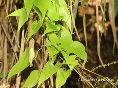 Dioscorea collettii