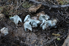 Hygrophorus caeruleus