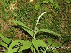 Comanthosphace formosana