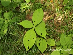 Comanthosphace formosana