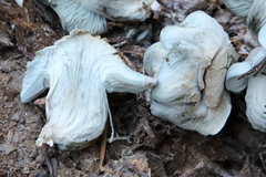 Hygrophorus caeruleus