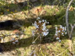 Lysinema ciliatum