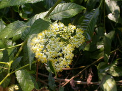 Anisopappus stuhlmannii