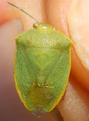 Acrosternum millierei