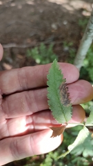 Stigmella sorbi