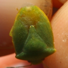 Acrosternum millierei