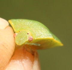 Acrosternum millierei