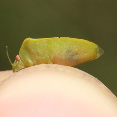 Acrosternum millierei