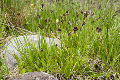 Carex ebenea