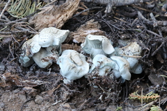 Hygrophorus caeruleus
