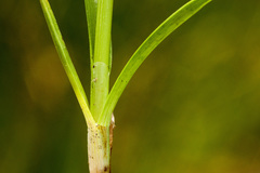 Carex ebenea
