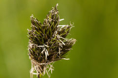 Carex ebenea