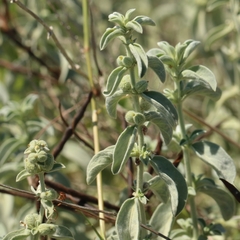 Mercurialis tomentosa