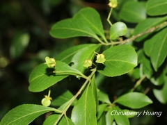 Euonymus carnosus