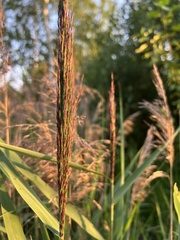 Phragmites australis australis