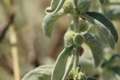 Mercurialis tomentosa