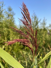 Phragmites australis australis