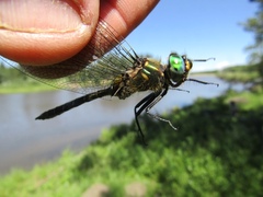Somatochlora hudsonica
