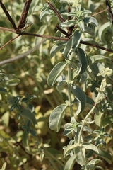 Mercurialis tomentosa