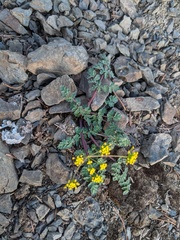 Lomatium martindalei