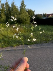 Galium uliginosum