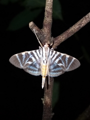 Spilomela