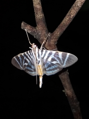 Spilomela