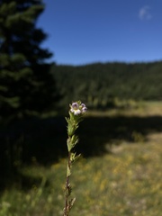 Euphrasia pectinata