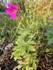 Geranium palustre