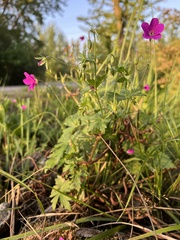Geranium palustre