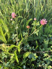 Trifolium hybridum