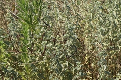 Mercurialis tomentosa