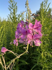 Chamaenerion angustifolium