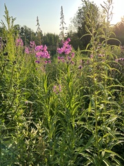 Chamaenerion angustifolium