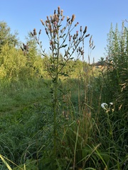 Cirsium arvense