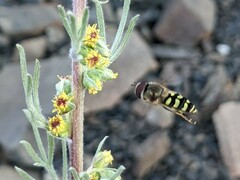 Lapposyrphus