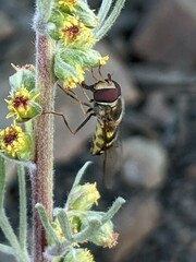 Lapposyrphus