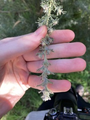 Grevillea crithmifolia