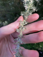 Grevillea crithmifolia