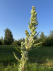 Artemisia vulgaris